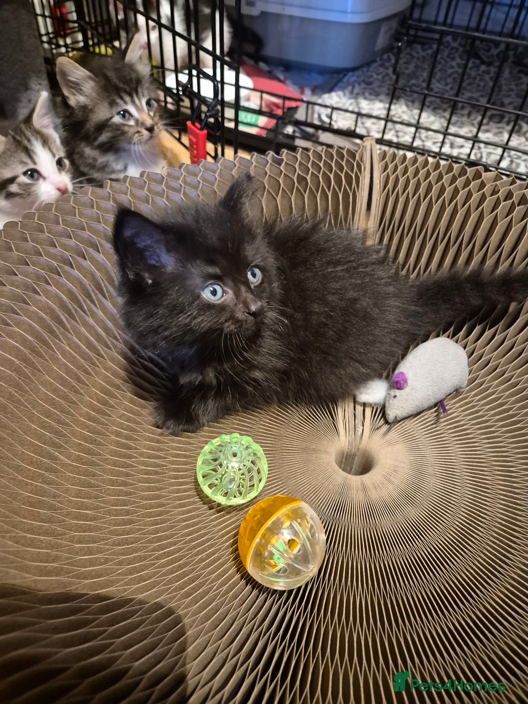 Mixed Breed cats for sale: 5 beautiful kittens  - Image 14