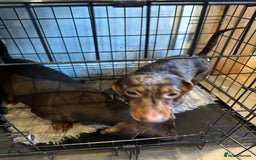 Miniature Dachshund dogs for sale: 2 Amazing girls - Advert 5