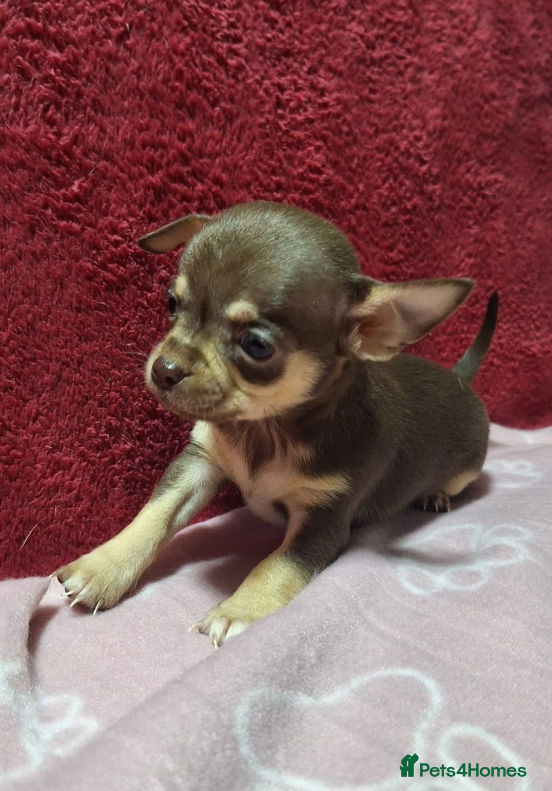 Chihuahua dogs for sale: Stunning Chihuahua Puppies  - Advert 15