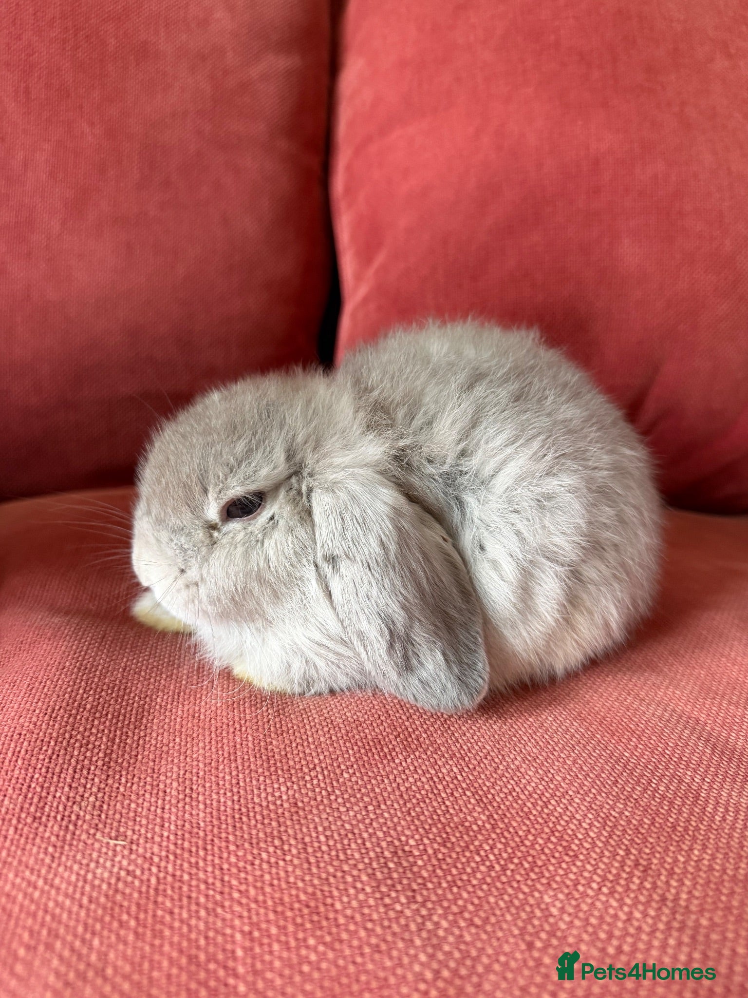 Mini Lop rabbits 3 Friendly Baby Rabbits Looking for Loving Homes - Advert 1