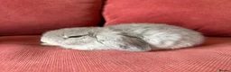 Mini Lop rabbits for sale: 3 Friendly Baby Rabbits Looking for Loving Homes in Buckhurst Hill - Advert 1