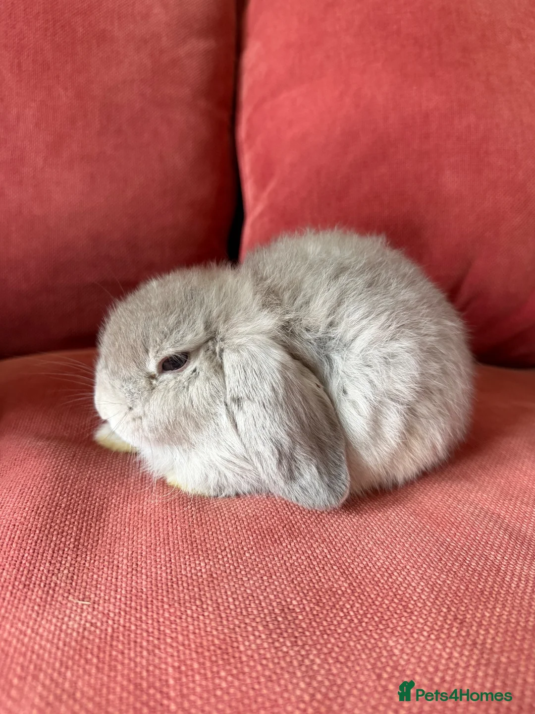 Mini Lop rabbits for sale: 3 Friendly Baby Rabbits Looking for Loving Homes in Buckhurst Hill - Advert 1