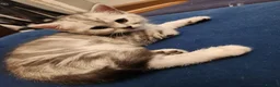 British Shorthair cats for sale: ✨️Reduce price British Shorthair kitten 2 left ✨️ - Advert 12