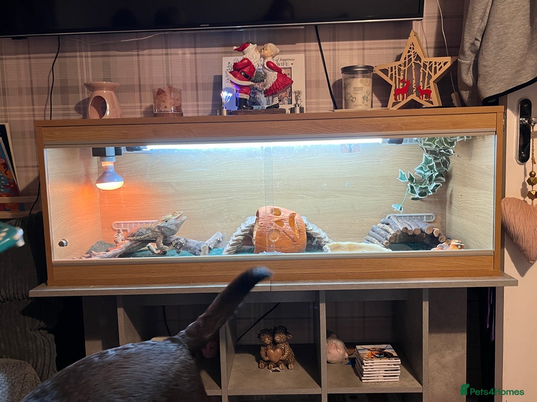 Bearded Dragon reptiles for sale: Bearded dragon AND viv - Image 1