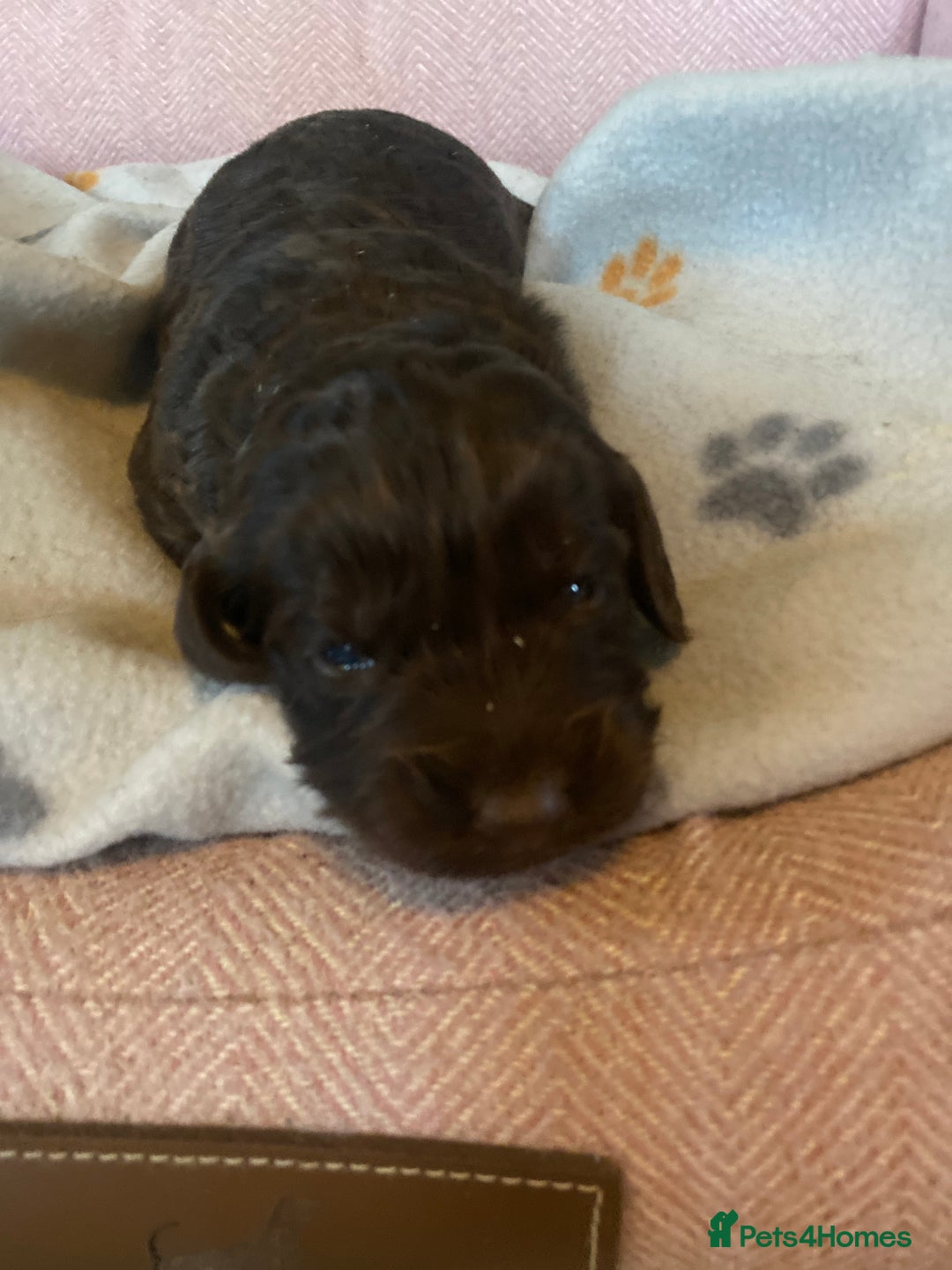 Cockapoo dogs for sale: cockapoo puppies f1 - Image 5