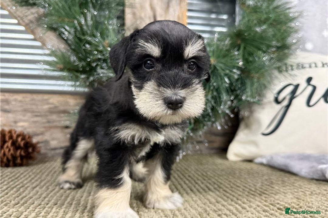 Miniature Schnauzer dogs for sale: Miniature Schnauzer Puppies Available 🐾 - Advert 3