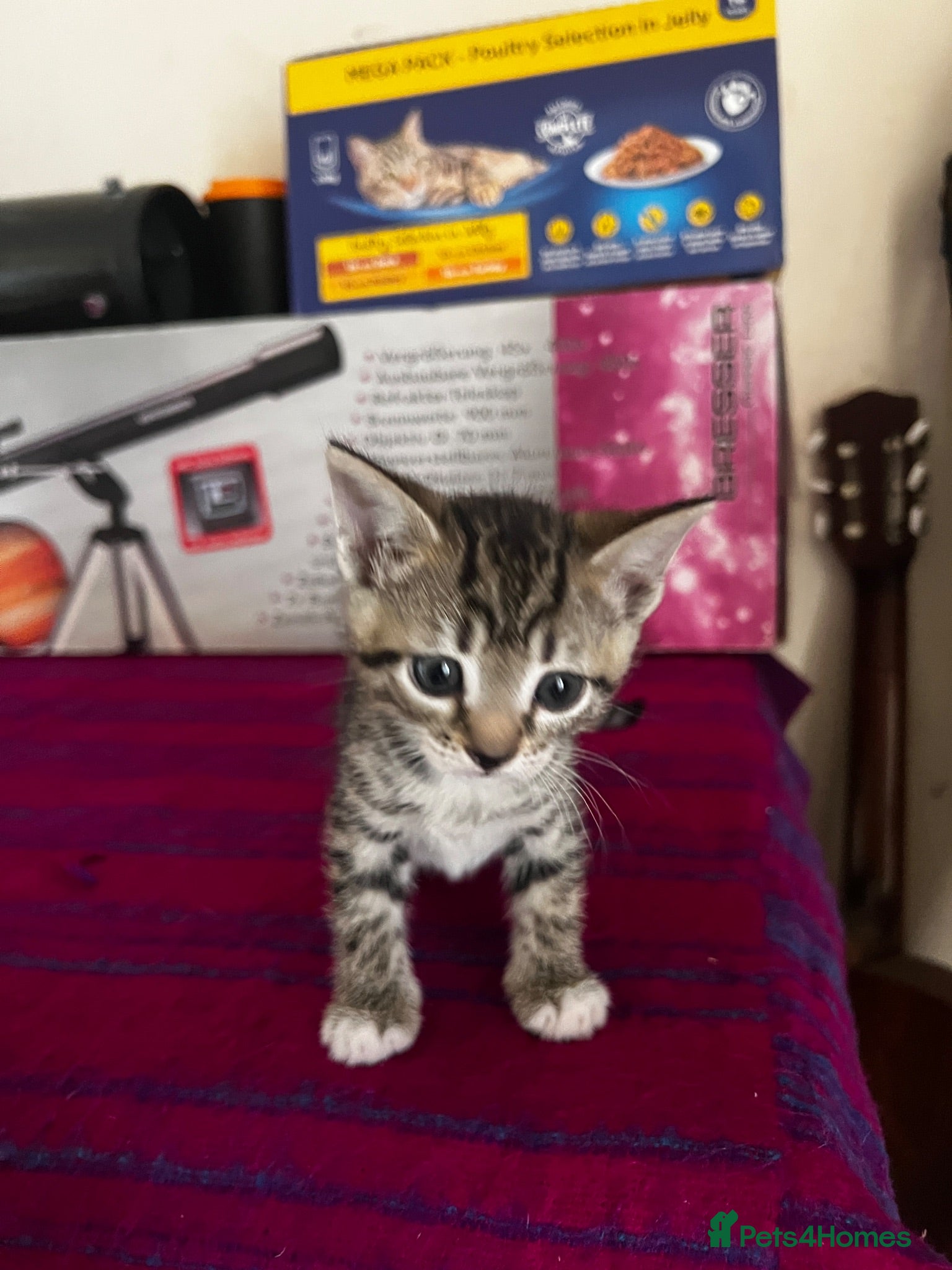 Mixed Breed cats Gfchj - Advert 2