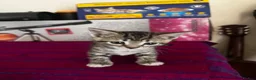 Mixed Breed cats for sale: Gfchj in Southampton - Advert 1
