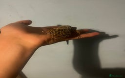 Leopard Gecko reptiles for sale: Leopard gecko for sale - Image 4