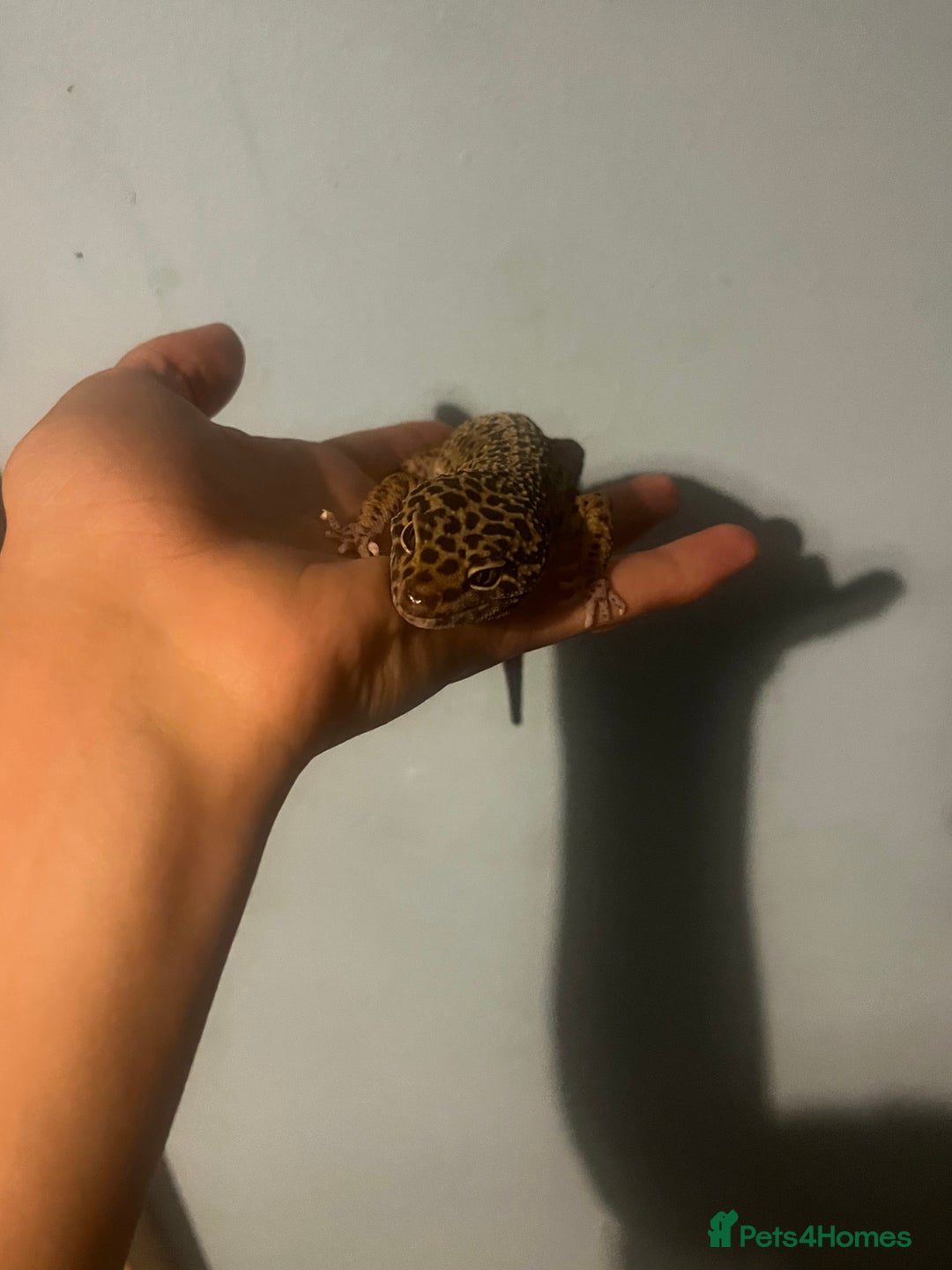 Leopard Gecko reptiles for sale: Leopard gecko for sale - Image 4