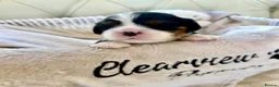 Cavalier King Charles Spaniel dogs for sale: Clearviews Classic Cavalier King Charles Spaniels - Advert 23
