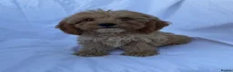 Cockapoo dogs for sale: Gorgeous cockatoo puppies - Advert 20