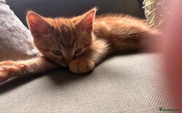 Domestic Shorthair cats for sale: 2 boys left  - Image 7
