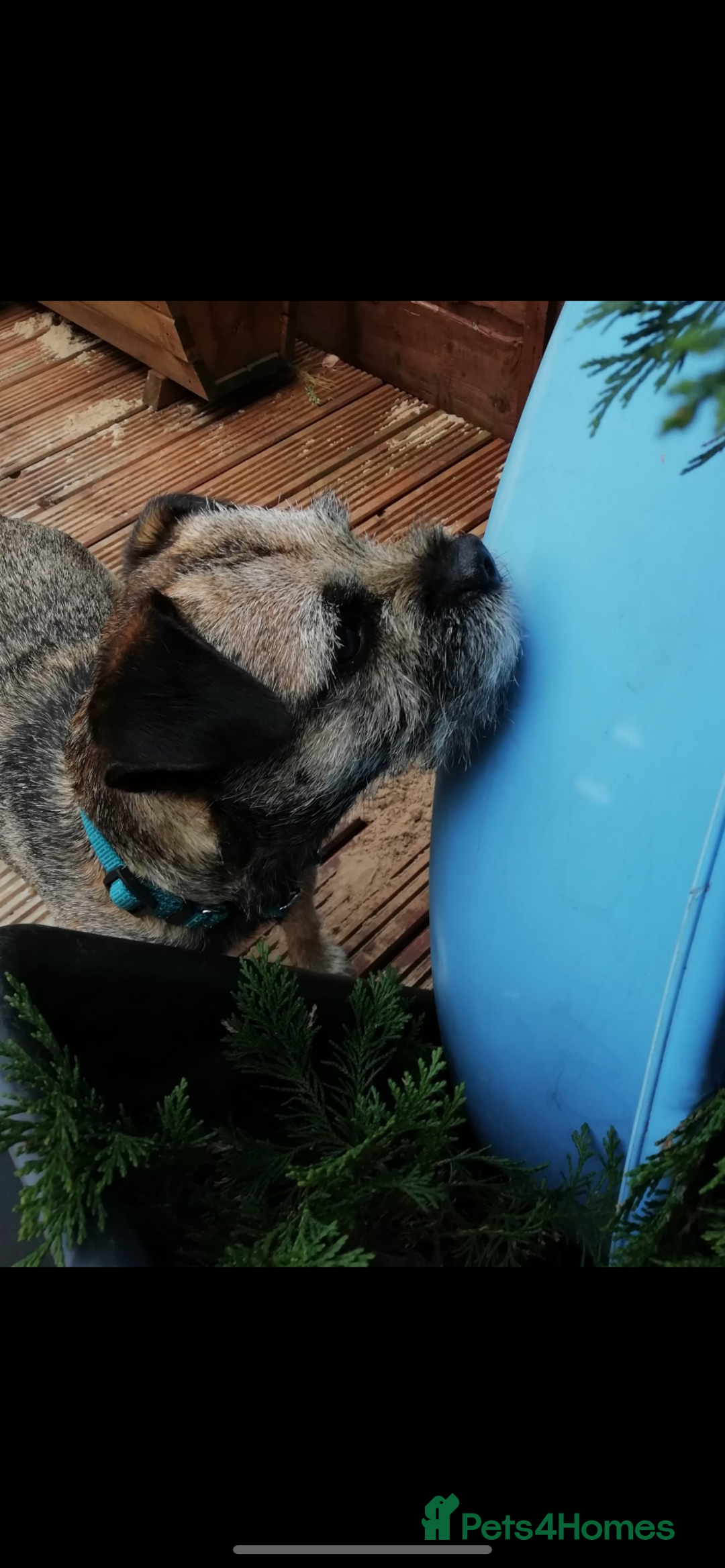 Border Terrier dogs for stud: Great studs  in Rochdale - Image 7