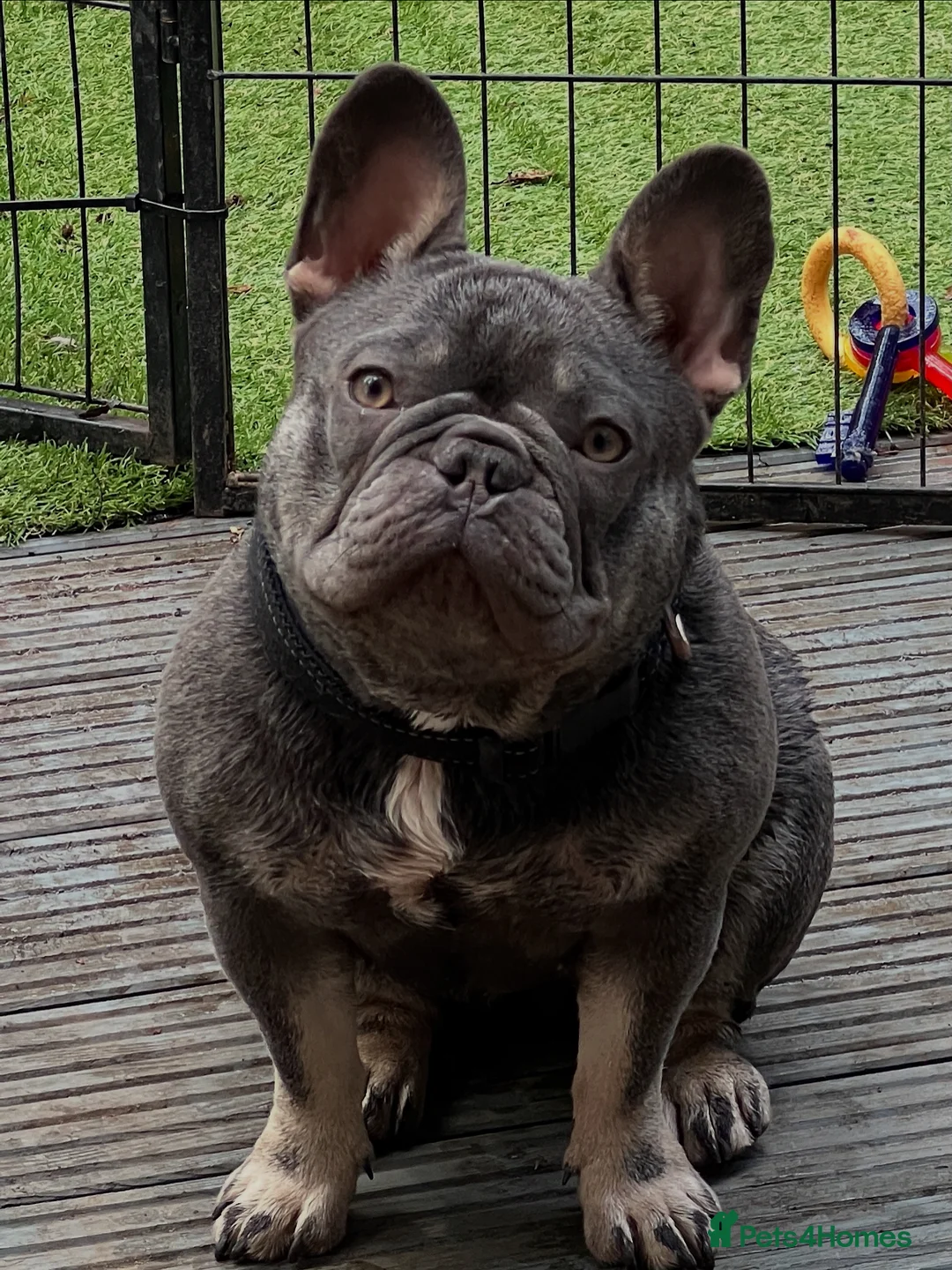 French Bulldog dogs for sale: 18 month bitch kc - Advert 1