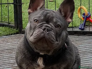 French Bulldog dogs 18 month bitch kc - Advert 8