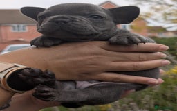 French Bulldog dogs for sale: Stunning French bulldog puppies 🐕 - Image 16