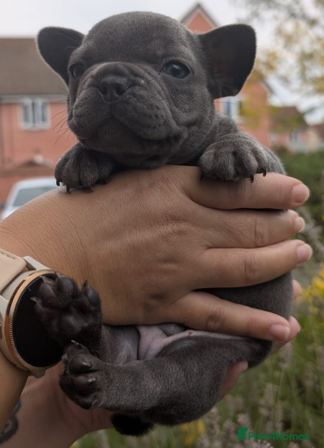 French Bulldog dogs for sale: Stunning French bulldog puppies 🐕 - Image 16