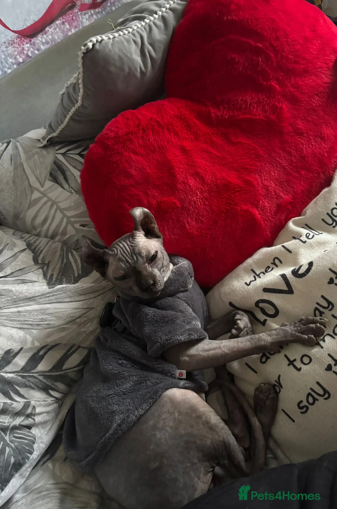 Sphynx cats for stud: beautiful rare Elf sphynx  - Advert 9