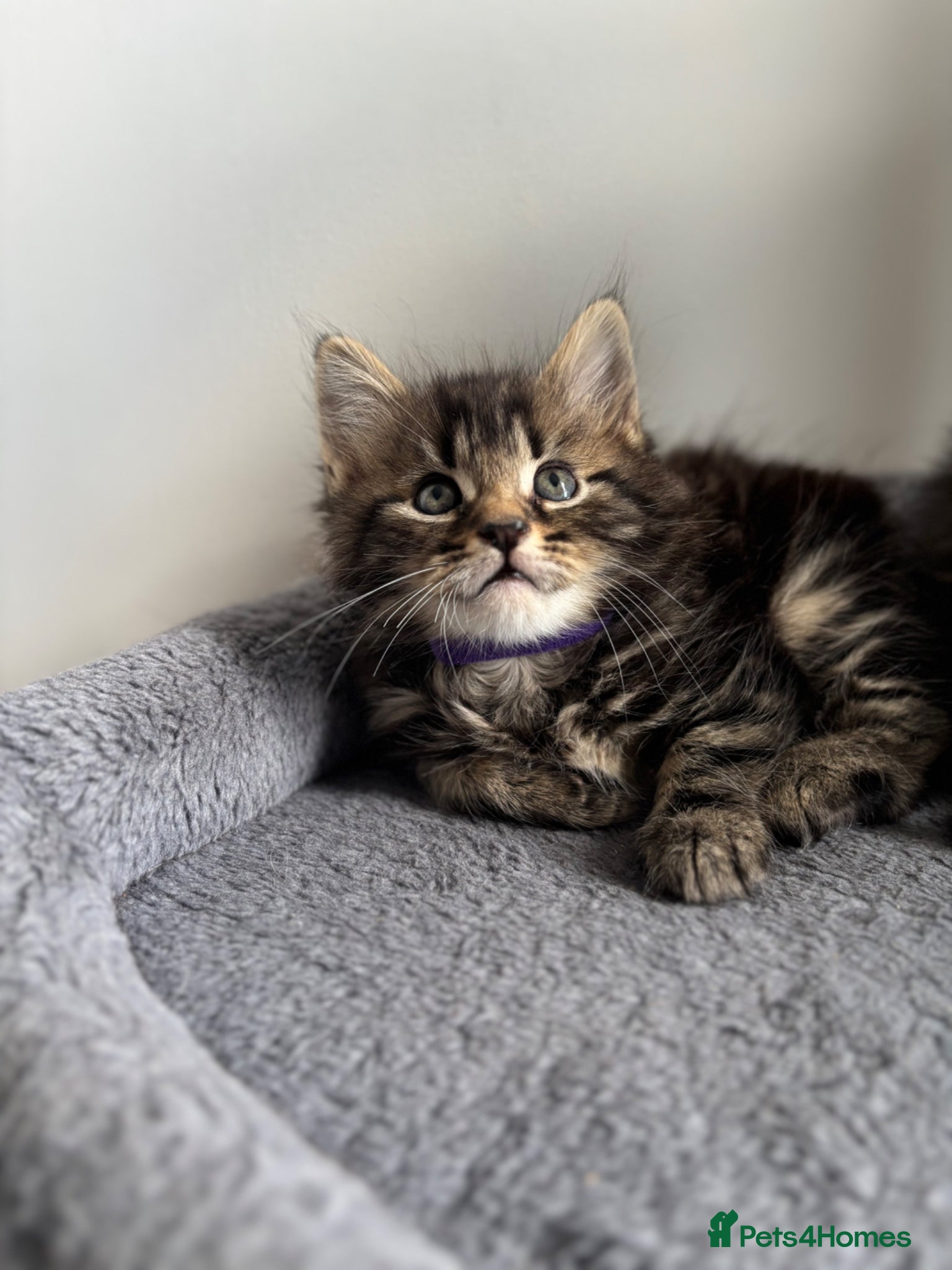 Maine Coon cats 🌟 Kittens ready for forever home🌟 - Advert 15