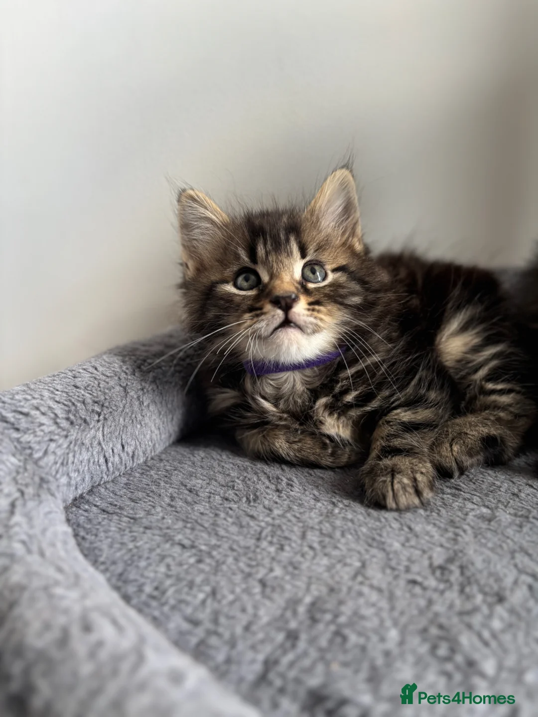 Maine Coon cats for sale: 🌟 Adorable Kittens ready for 4ever home 🌟 - Advert 1