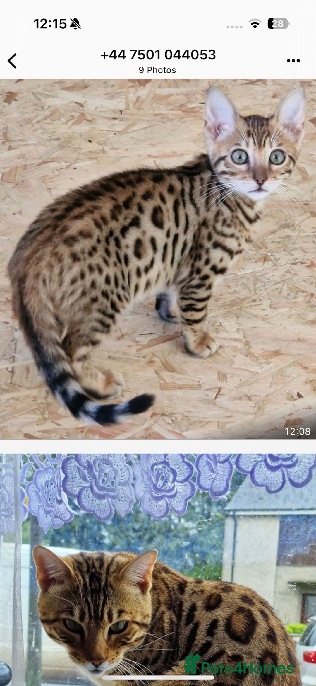 Bengal cats for sale: Bengal  in Forfar - Image 10