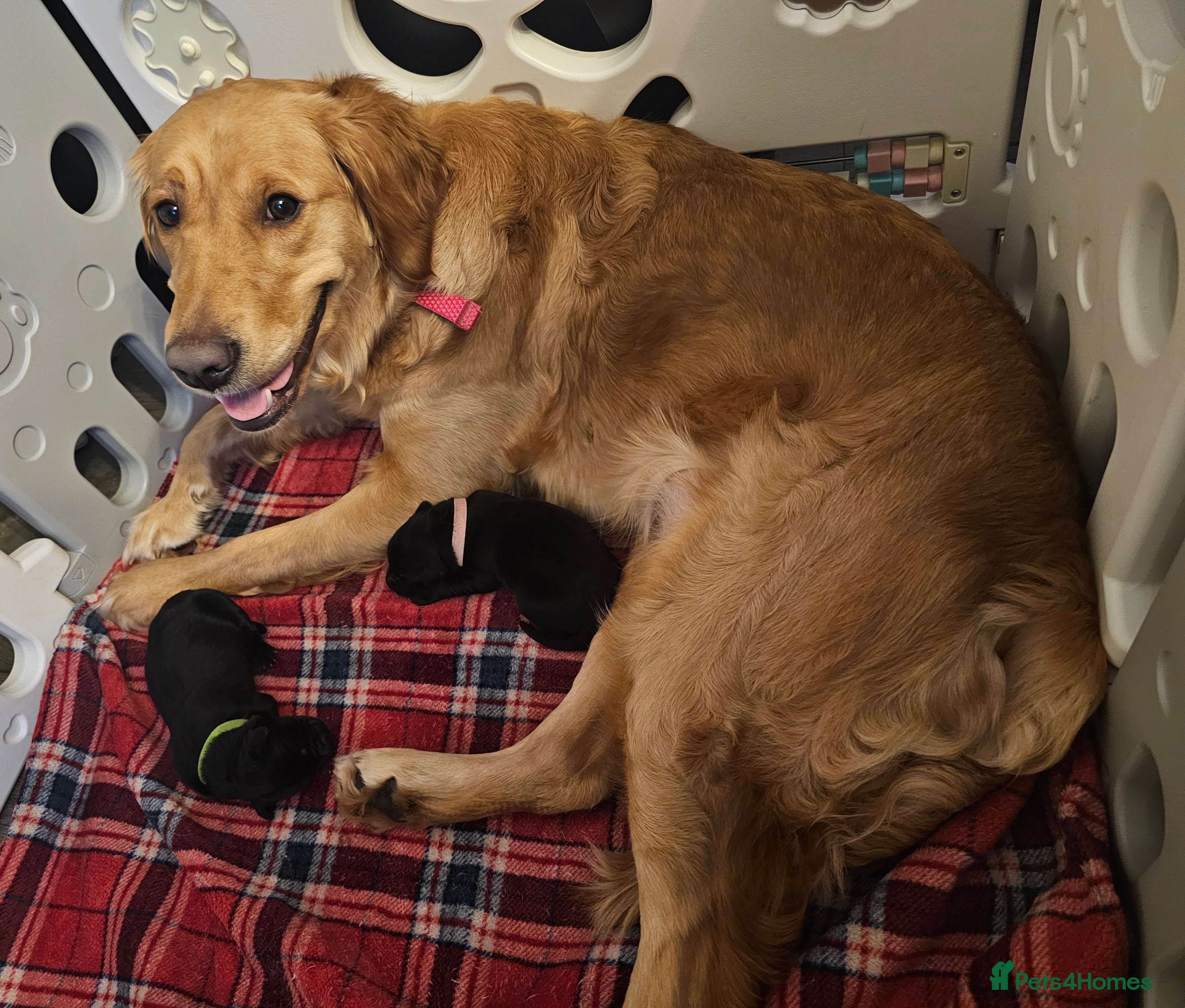 Mixed Breed dogs Golden Shepherd pup - Advert 3