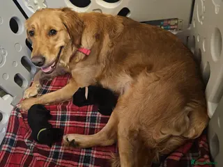 Mixed Breed dogs Golden Shepherd pup - Advert 3