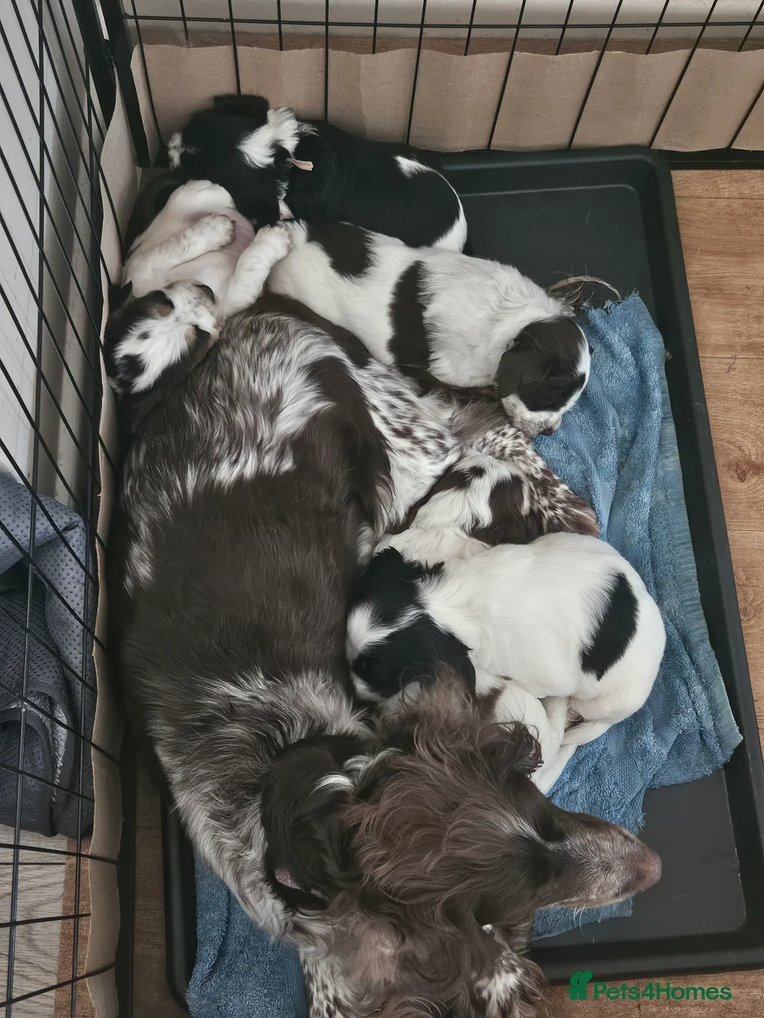 Cocker Spaniel dogs for sale: 2x working cocker spaniel males in Manningtree - Advert 2