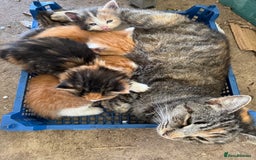 Mixed Breed cats for sale: Calico Kitten  - Advert 1