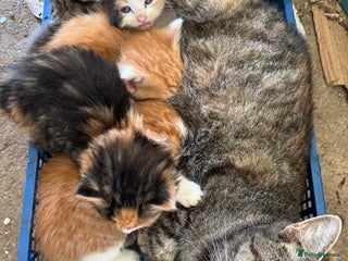 Mixed Breed cats Calico Kitten - Advert 1