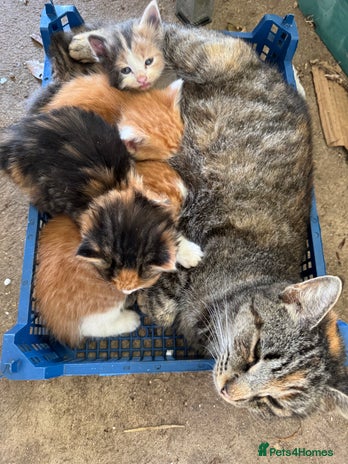 Mixed Breed cats Calico Kitten - Advert 8