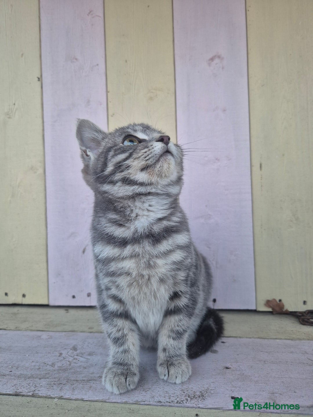 Domestic Shorthair cats for sale: 💙 Stunning boy looking for his furever home 💙 - Advert 2