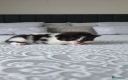 Domestic Shorthair cats for sale: A little of 5 beautiful kittens! - Advert 6