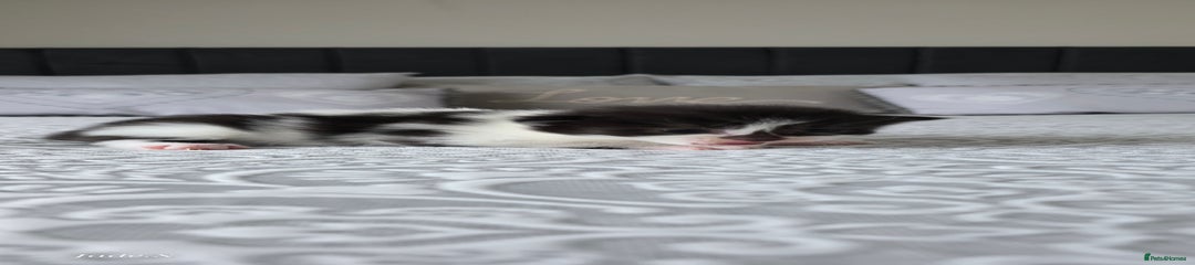 Domestic Shorthair Kitten 3