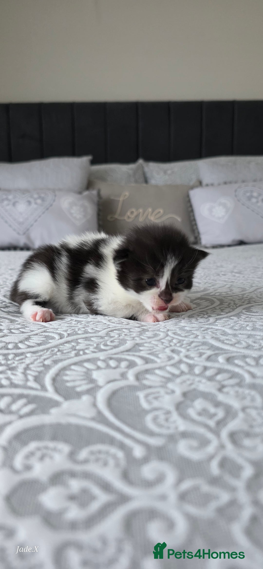 Domestic Shorthair cats for sale: A little of 5 beautiful kittens! - Advert 6