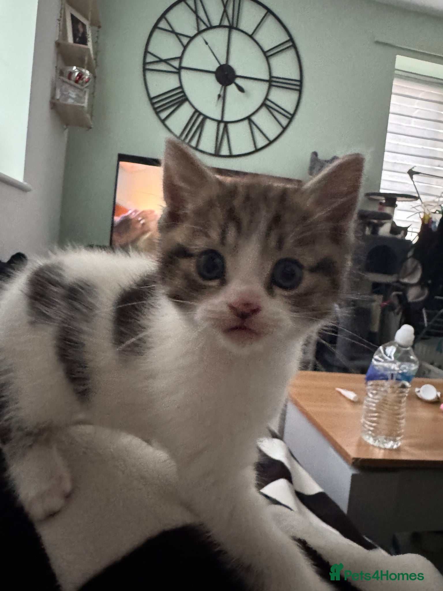 Mixed Breed cats 4 lovely kittens for sale - Advert 2