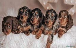 Miniature Dachshund dogs for stud: ✨BEETLEJUICE✨ MINI LONG HAIRED ✨KC - Image 4