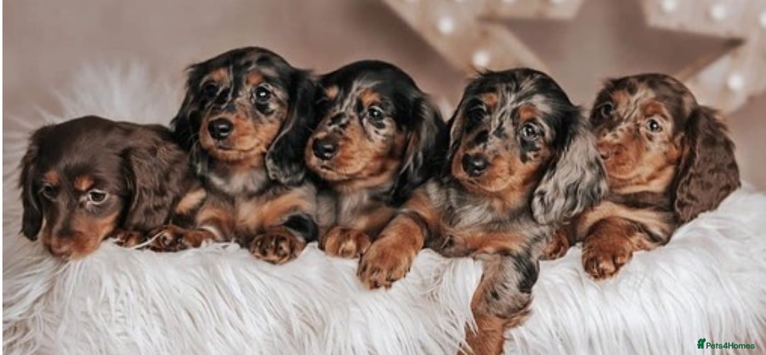 Miniature Dachshund dogs for stud: ✨BEETLEJUICE✨ MINI LONG HAIRED ✨KC - Image 4