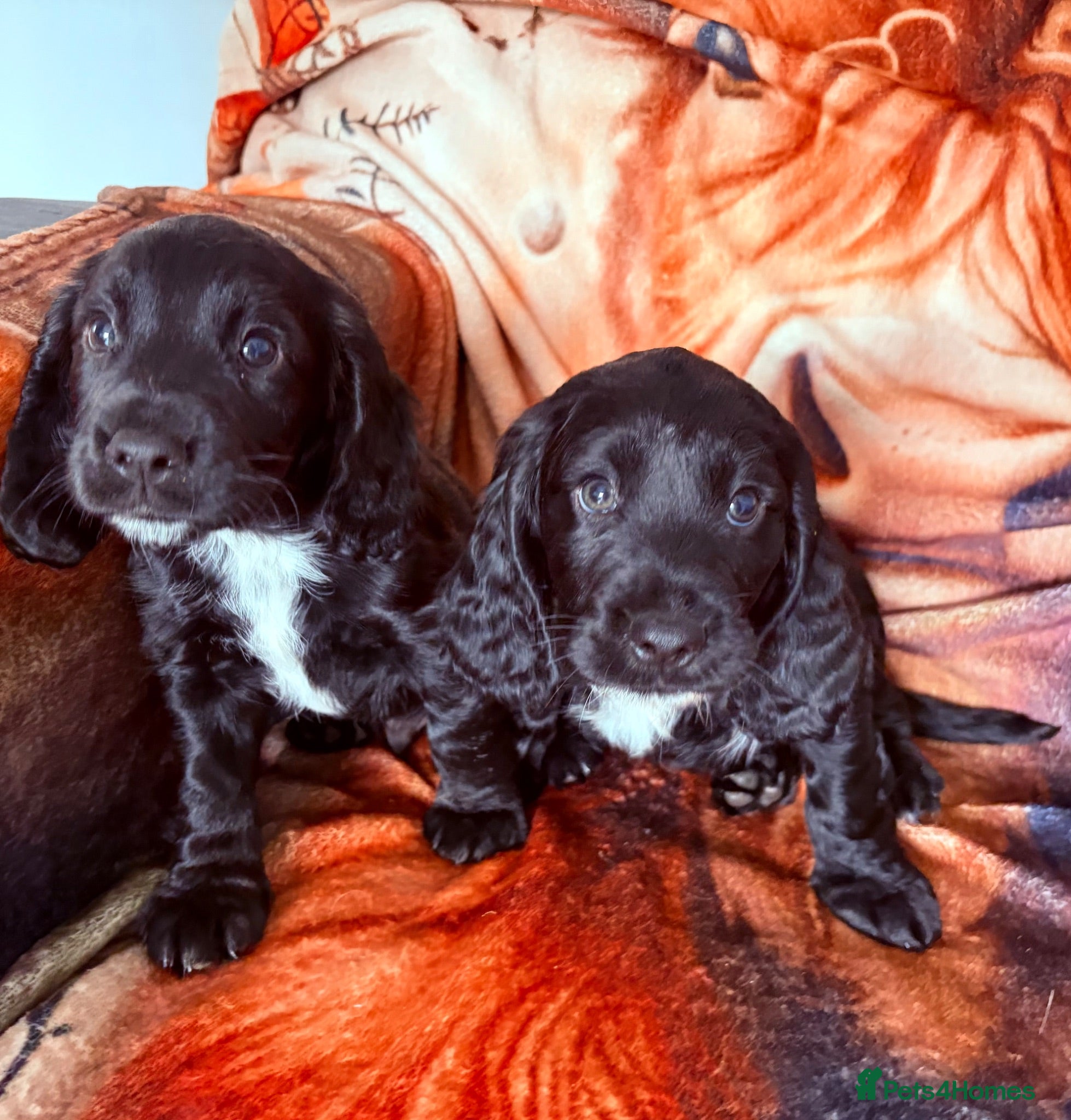 Cocker Spaniel dogs Kc Registered Cocker Spaniel Puppies - Advert 1