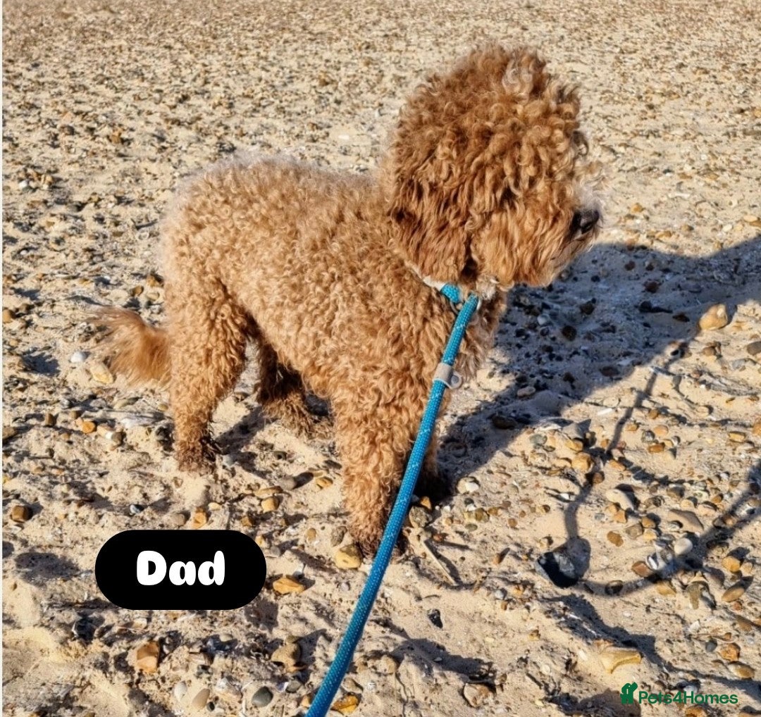 Cockapoo dogs for sale: Adorable Cockapoo pups 🦴🐾 - Image 34