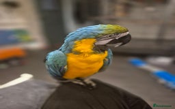 Macaws birds for sale: Blue & Gold Male Macaw - Image 13