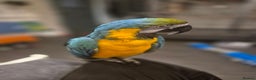 Macaws birds for sale: Blue & Gold Male Macaw - Advert 14