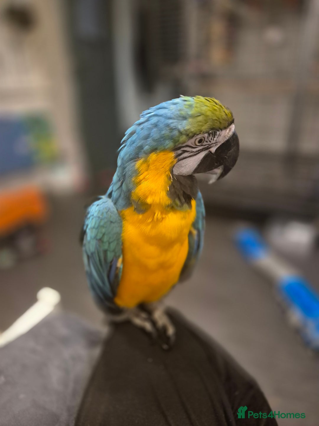 Macaws birds for sale: Blue & Gold Male Macaw - Image 13