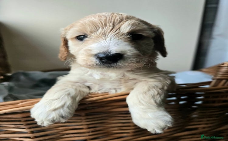 Cockapoo dogs - Advert 4