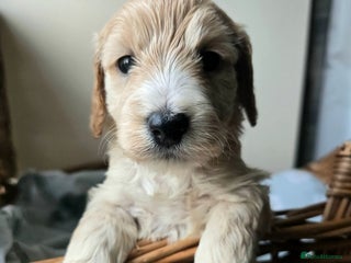 Cockapoo dogs - Advert 9