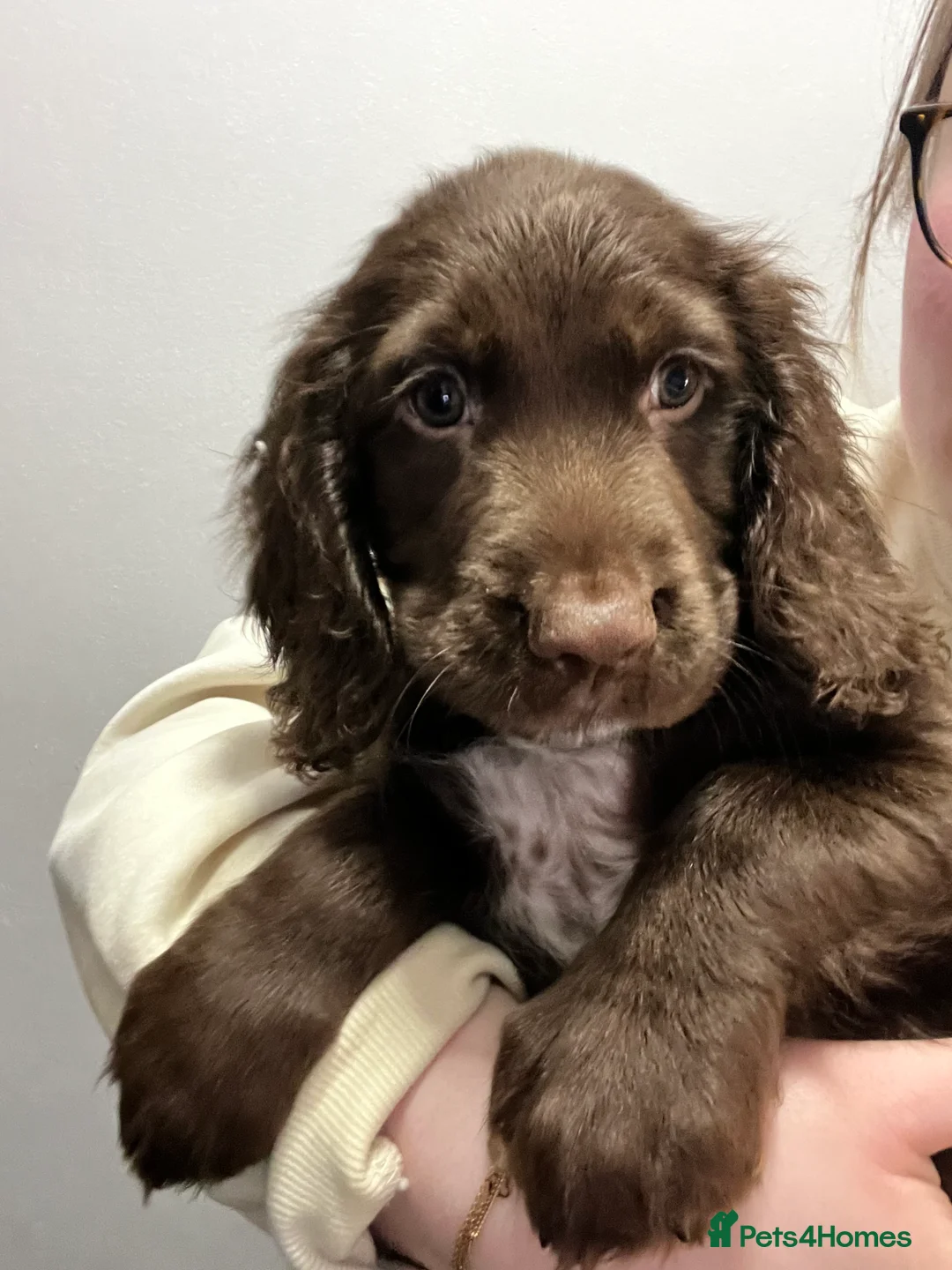 Sprocker dogs for sale: Beautiful Sprocker Puppies Ready 30th December - Advert 36