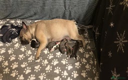 French Bulldog dogs for sale: Amazing french bulldog  - Image 22