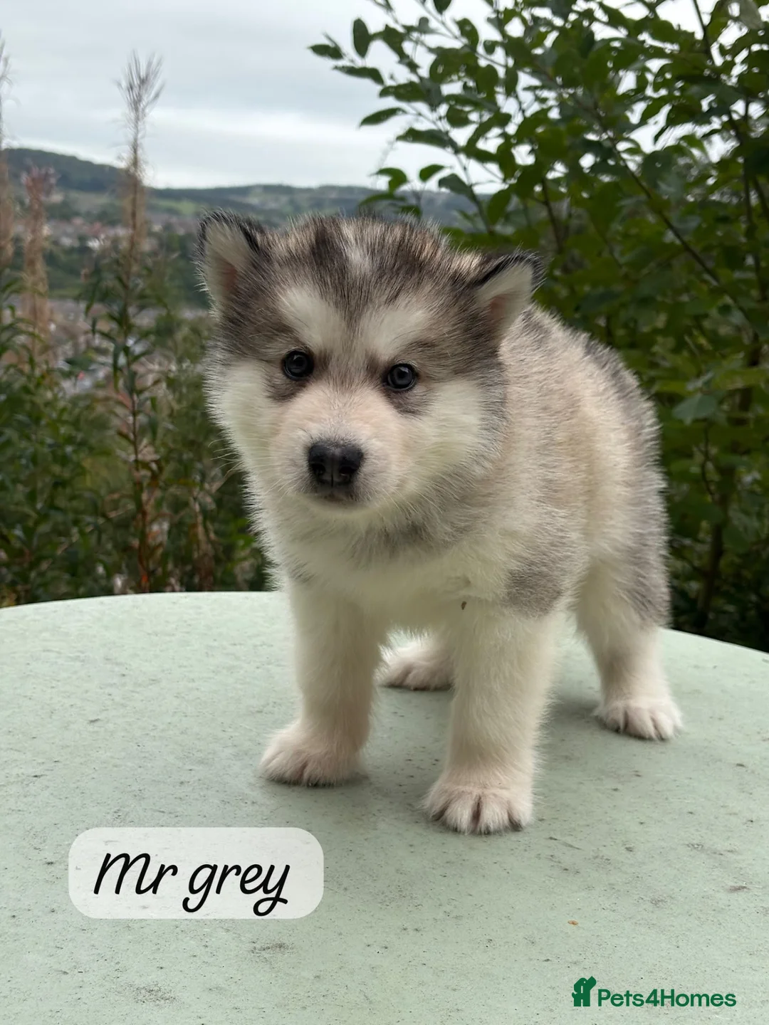 Alaskan Malamute dogs for sale: Champion Line KC Reg Alaskan Malamute Puppes    - Advert 28