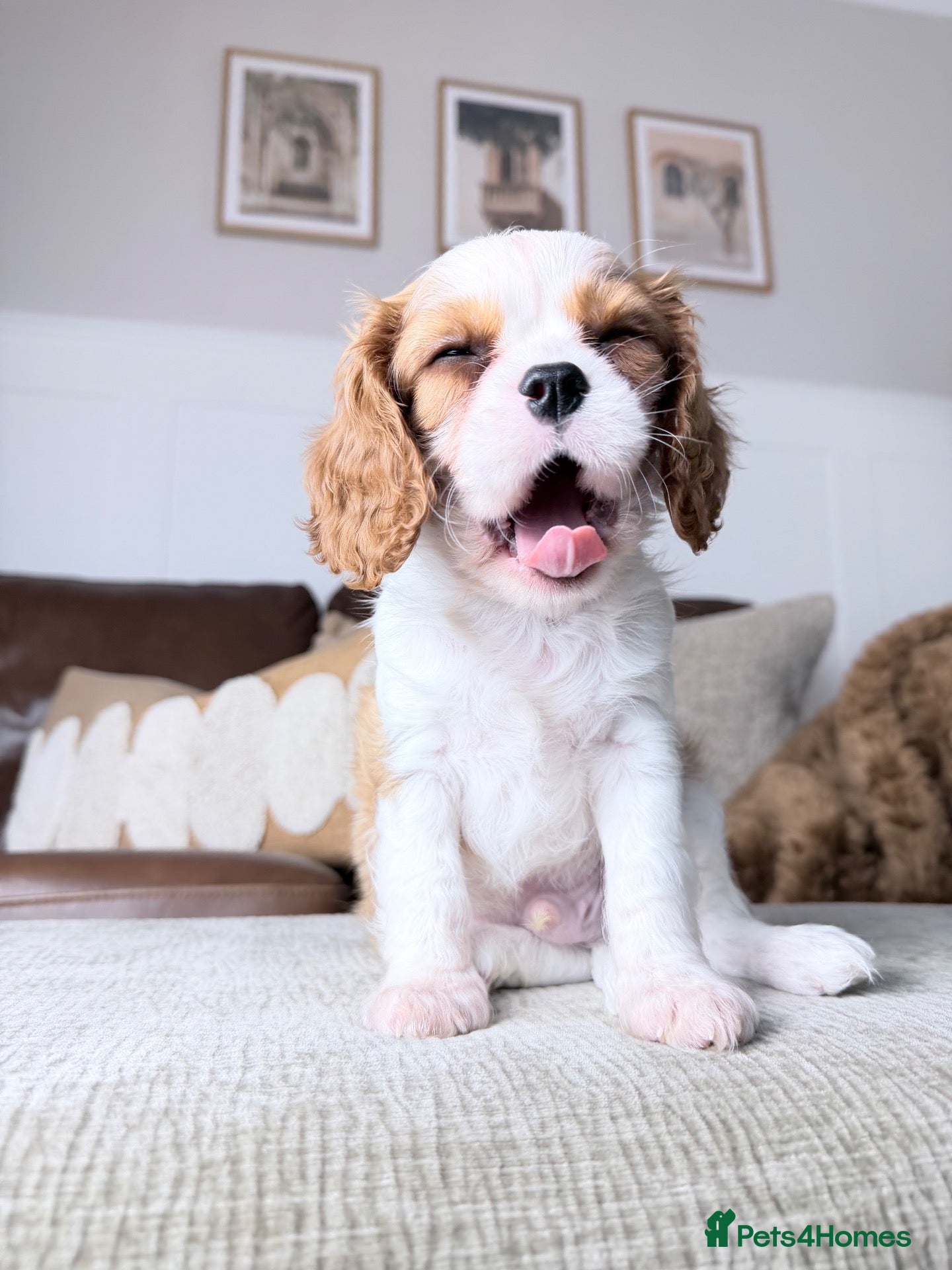 Cavalier King Charles Spaniel dogs KC registered Cavalier King Charles Spaniel.  - Advert 1
